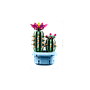 lego_botanicals_õitsev_kaktus_11509L_3